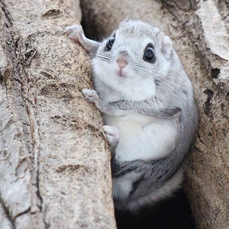 Meet The Japanese Flying Squirrels Cutest Animals On Earth 13 Pics